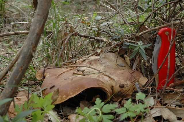 Ultime uscite, prime foto dell''anno.